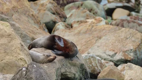 Two fur seals sleeping on the rocks Stock Footage 257653776