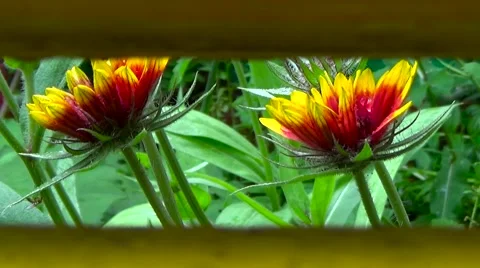 Two Gaillardia after rain. Stock Footage 53867888