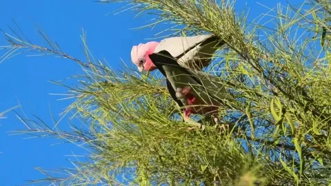 Two Galahs Perched Amongst Greenery Against a Vivid Blue Sky Stock Footage 301070390