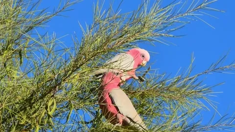 Two Galahs Perched in a Tree, Feeding on Seeds Against a Vivid Blue Sky Video stock 301064424