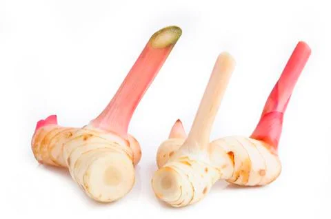 Two galangal Stock Photos