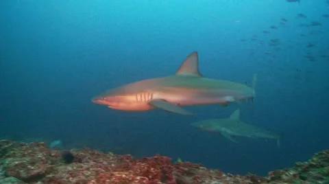 Two galapagos sharks Stock Footage 55513613