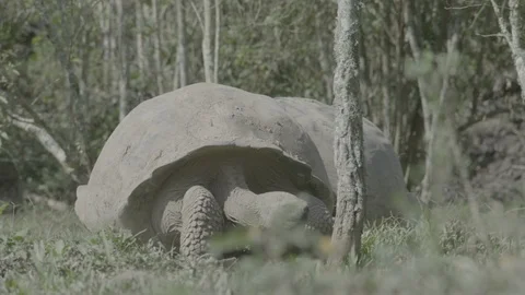 Two Galápagos tortoises walking through trees Stock Footage 108722959