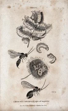 Two gall flies with their larva and pupa are shown next to infested plants... Stock Illustration