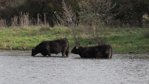 Two Galloway cattle standing calmly in the water of a pond Stock Footage 220871273