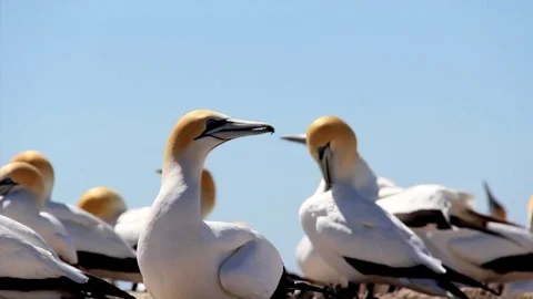 Two Gannets at Cape Kidnappers in New Zealand Stock-Footage 84292573