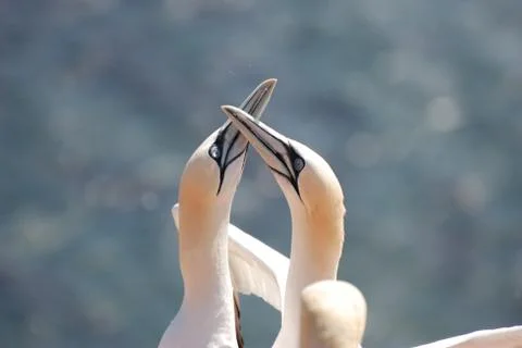 Two gannets on the cliffs of Helgoland Foto stock