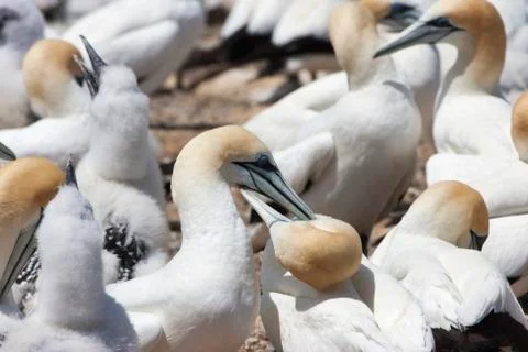 Two gannets courting. Stock Photos