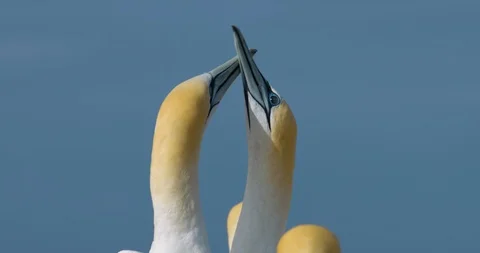 Two gannets greeting each other after one returns home. Stock Footage 87887623