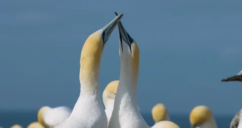 Two gannets greeting each other after one returns Stock Footage 87889474