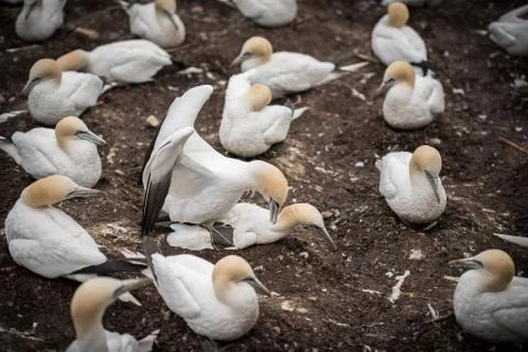 Two gannets mating Stock Photos