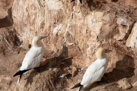 Two gannets sit on the side of a rock. Seen from the back Stock Photos