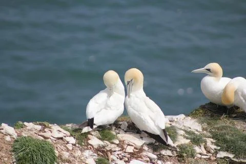 Two gannets snuggling together Stock Photos