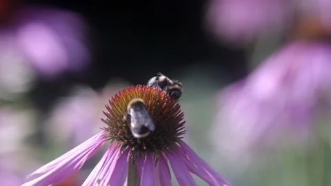 Two Garden Bees Pollinating Echinacea Flowers Stock Footage 161105021