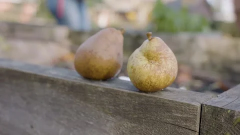 Two Garden Pears Stock Footage 260277635