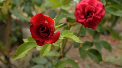 Two garden red roses. In the foreground a rose bud in focus, the second.4k Stock Footage 111281239