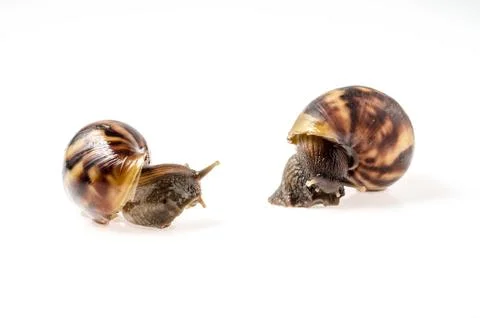 Two garden snail isolated on white. Stock Photos