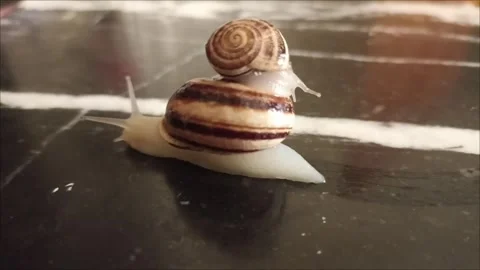 Two Garden Snails Crawling Close Up Stock-Footage 335651044