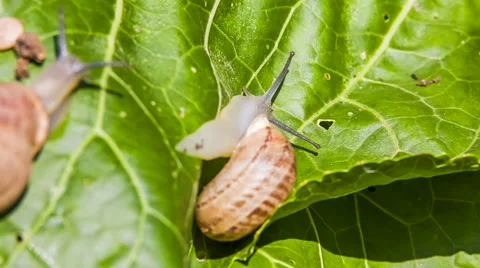 Two Garden Snails Crawling on a Green Leaf 库存影片 41578395
