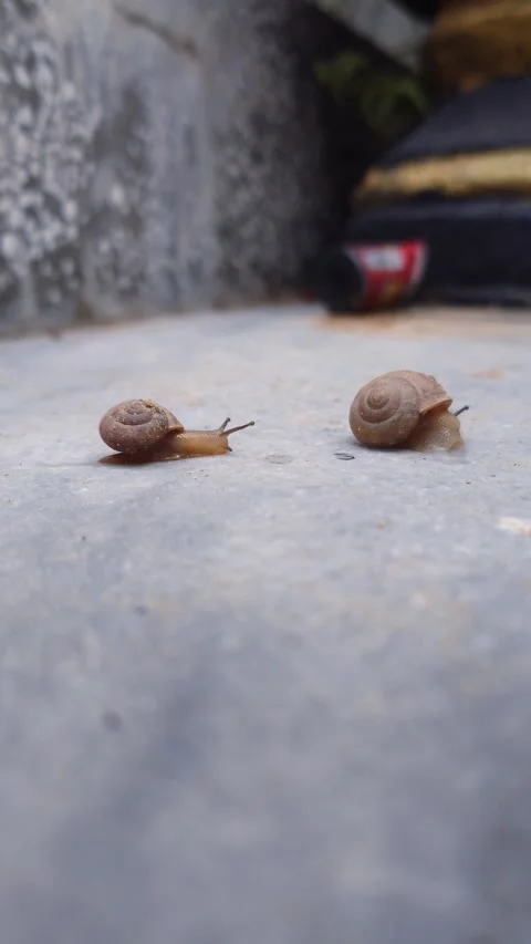 Two Garden Snails Crawling Together On Ground In A House Stock Footage 341468247