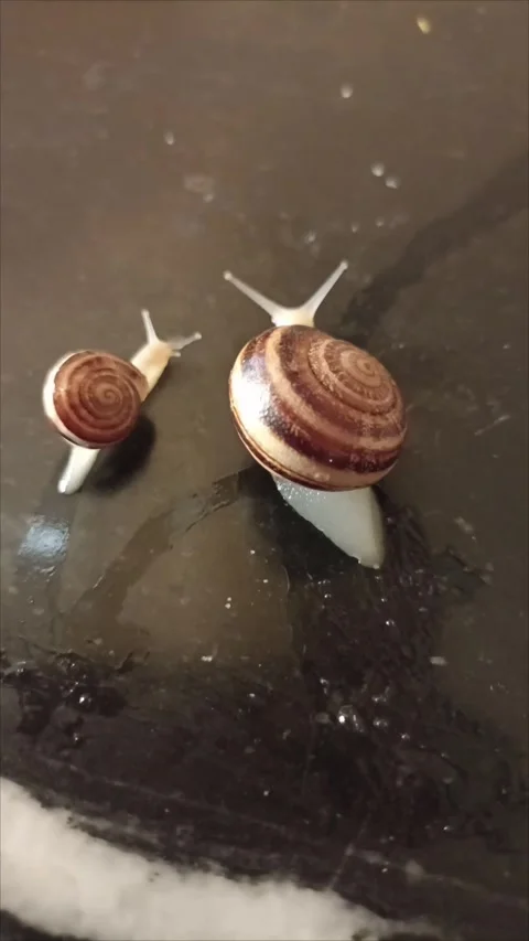 Two Garden Snails Crawling on Wet Surface Stock Footage 335651041