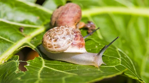 Two Garden Snails on a Green Leaf 스톡 동영상 41583480