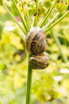 Two garden snails, helix aspersa, copulating on a stalk, macro. Stock Photos
