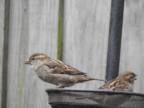 Two garden sparrows Stock Photos