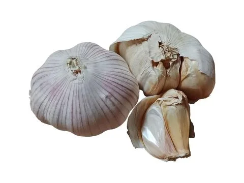Two Garlic Bulbs and a Separate Clove Isolated on White Background Stock Photos