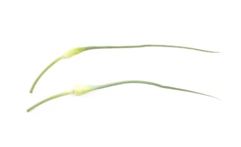 Two garlic stem isolated on white background. Stock Photos