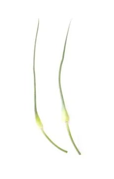 Two garlic stems isolated on white background. Stock Photos