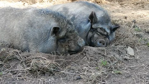 Two gascon black pigs in the ground, sleeping outdoor on soil Video stock 291682196