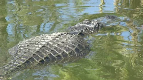 Two gators pushing each other Stock Footage 12372906