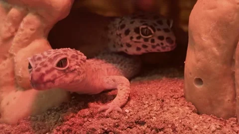 Two Geckos in a Small Cave Stock Footage 253840244