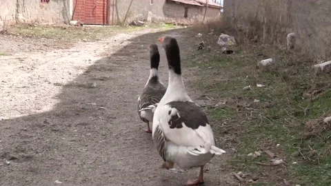 Two geese are walking down the street shouting. Stock Footage 148858873