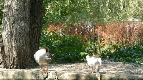 Two geese are walking in the park Stock Footage 162014579