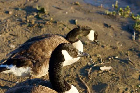 Two geese on the beach Foto stock