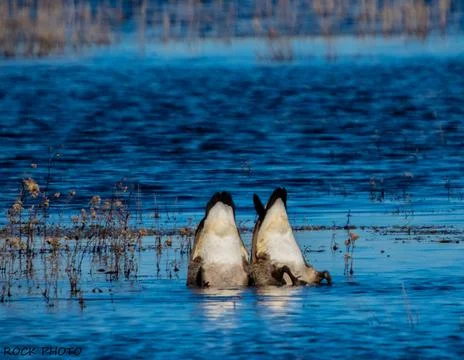 Two geese bottoms up Foto stock