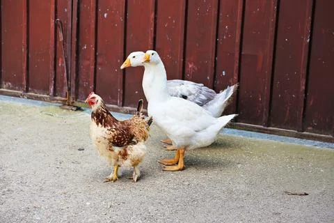 Two Geese with a Chicken 스톡 사진