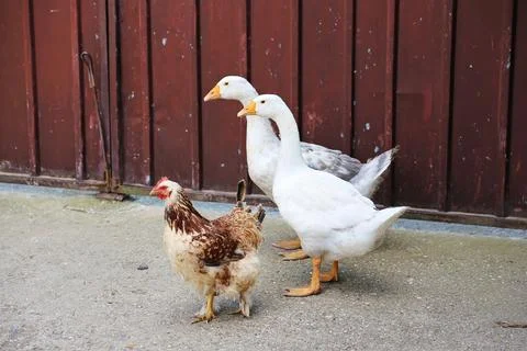 Two Geese with a Chicken Standing 스톡 사진
