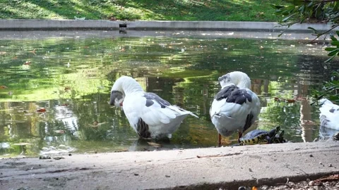 Two geese clean themselves at the edge of a pond Stock Footage 292403953