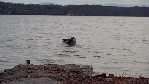 Two geese cleaning their feathers at lake Starnberger See Video stock 220774054