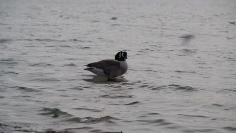 Two geese cleaning their feathers at lake Starnberger See Video stock 220774066