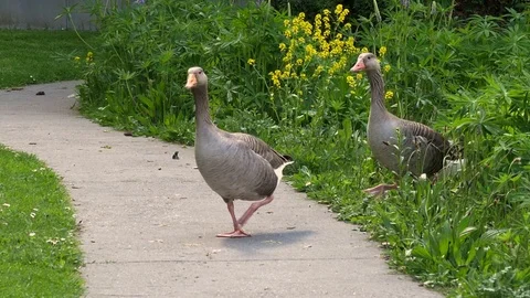Two geese crossing a path in a park. SLO... | Stock Video | Pond5