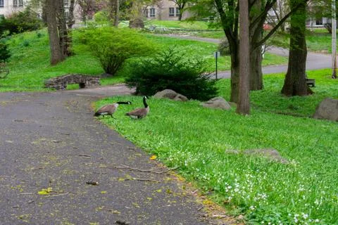 Two Geese Crossing a Paved Path in a Park Stock Photos