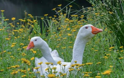 Two geese curious Stockfoto's