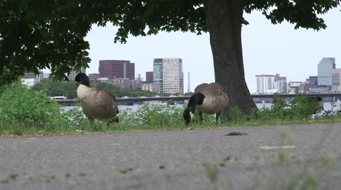 Two Geese Eating grass on the Esplanade in Boston Stock Footage 40238040