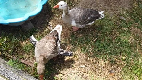 Two Geese On A Farm Stock Footage 138236950