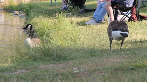 Two geese fighting Stock-Footage 6731808