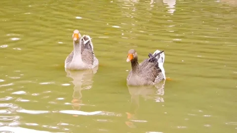 Two geese float on the water Stock Footage 315527937